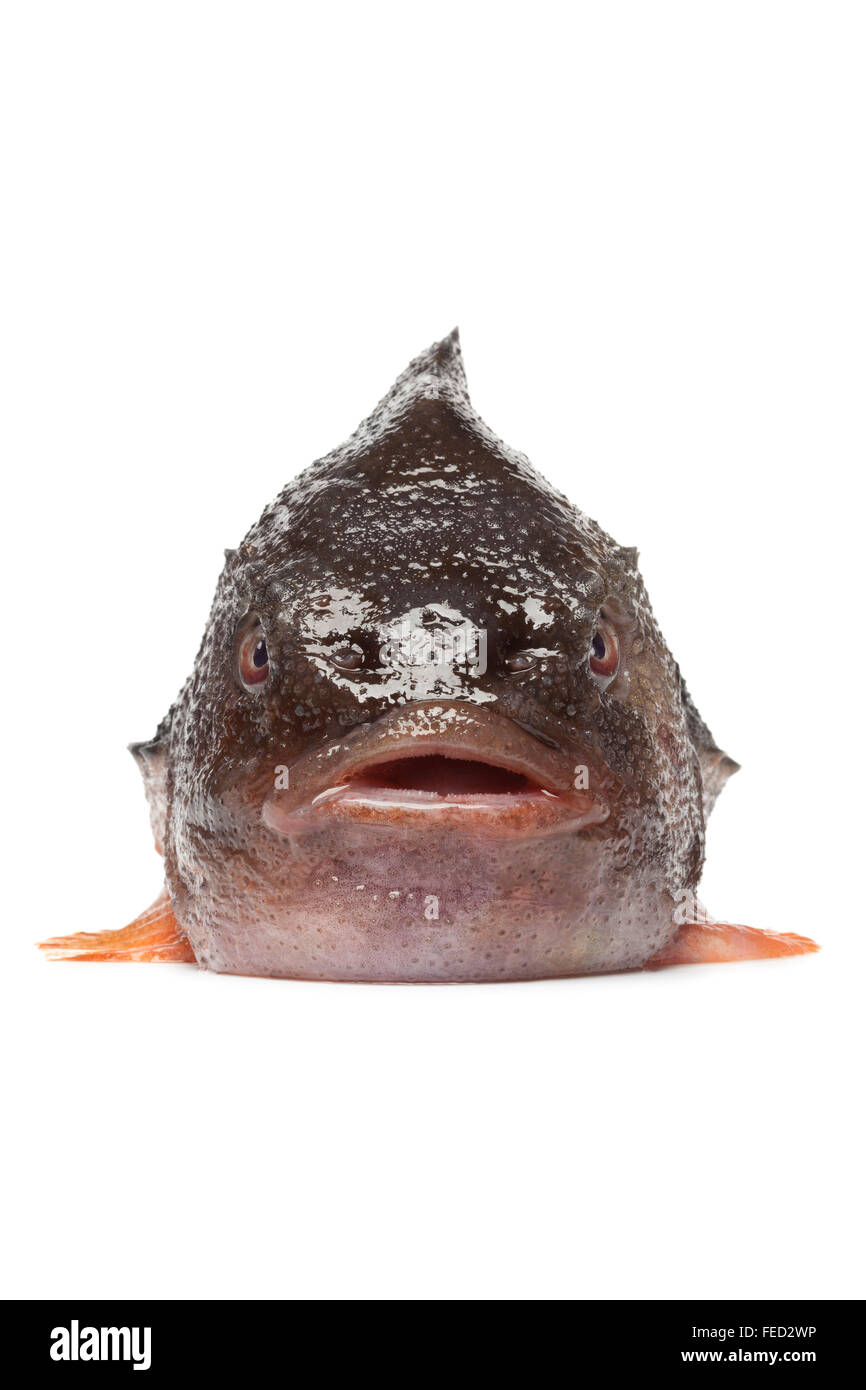 Front of a fresh raw lumpsucker fish on white background Stock Photo