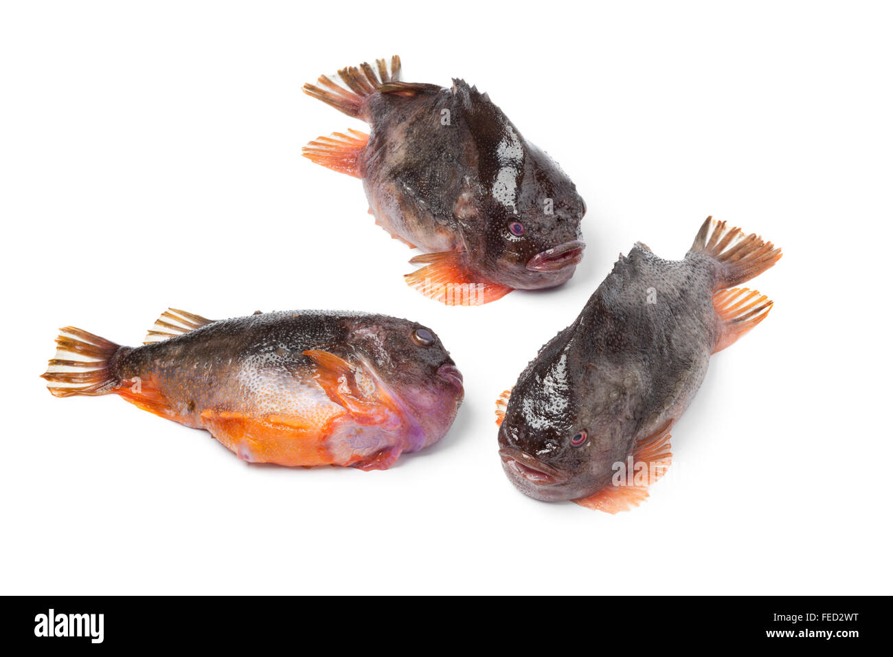 Fresh raw Lumpsucker fishes on white background Stock Photo