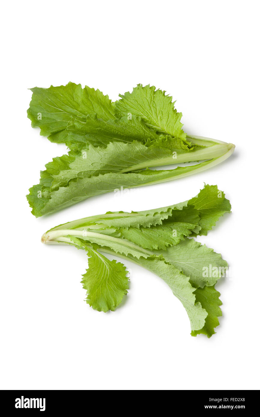 Young fresh Chinese cabbage leaves on white background Stock Photo
