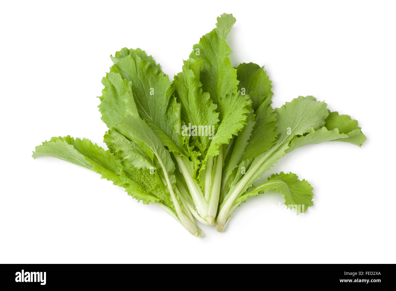 Young fresh Chinese cabbage leaves on white background Stock Photo
