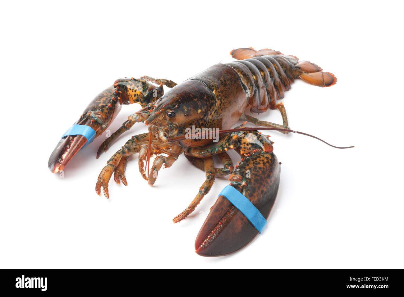 Single fresh living lobster on white background Stock Photo