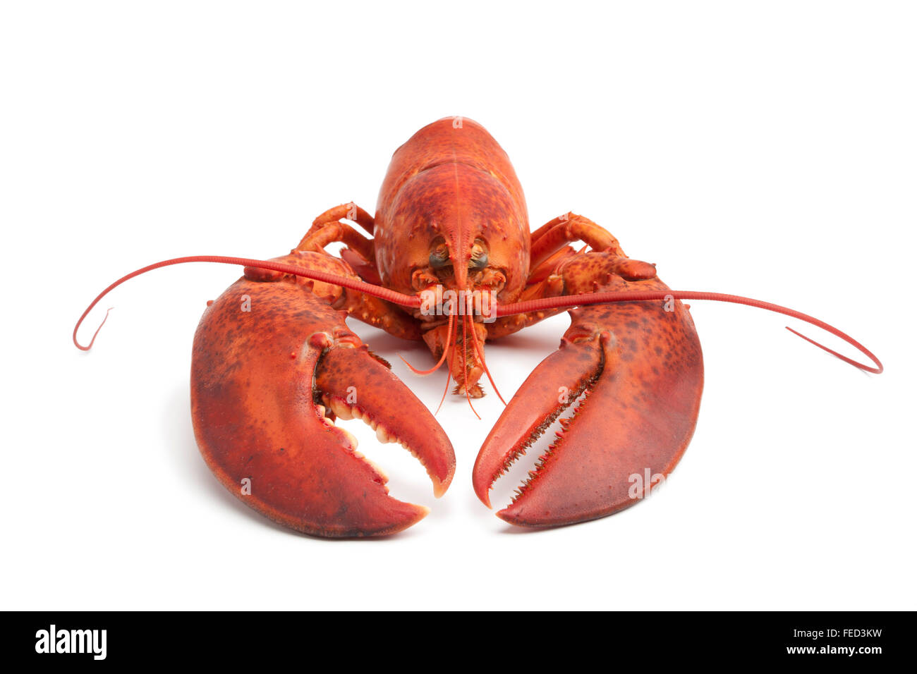 Single fresh cooked lobster on white background Stock Photo
