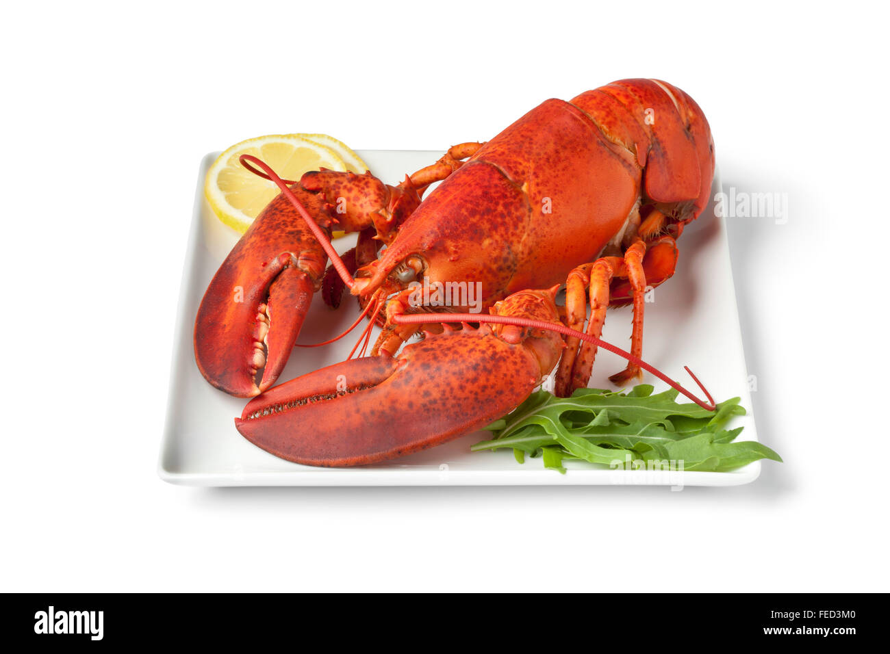 Fresh cooked lobster on a plate with lemon butter sauce on white background Stock Photo