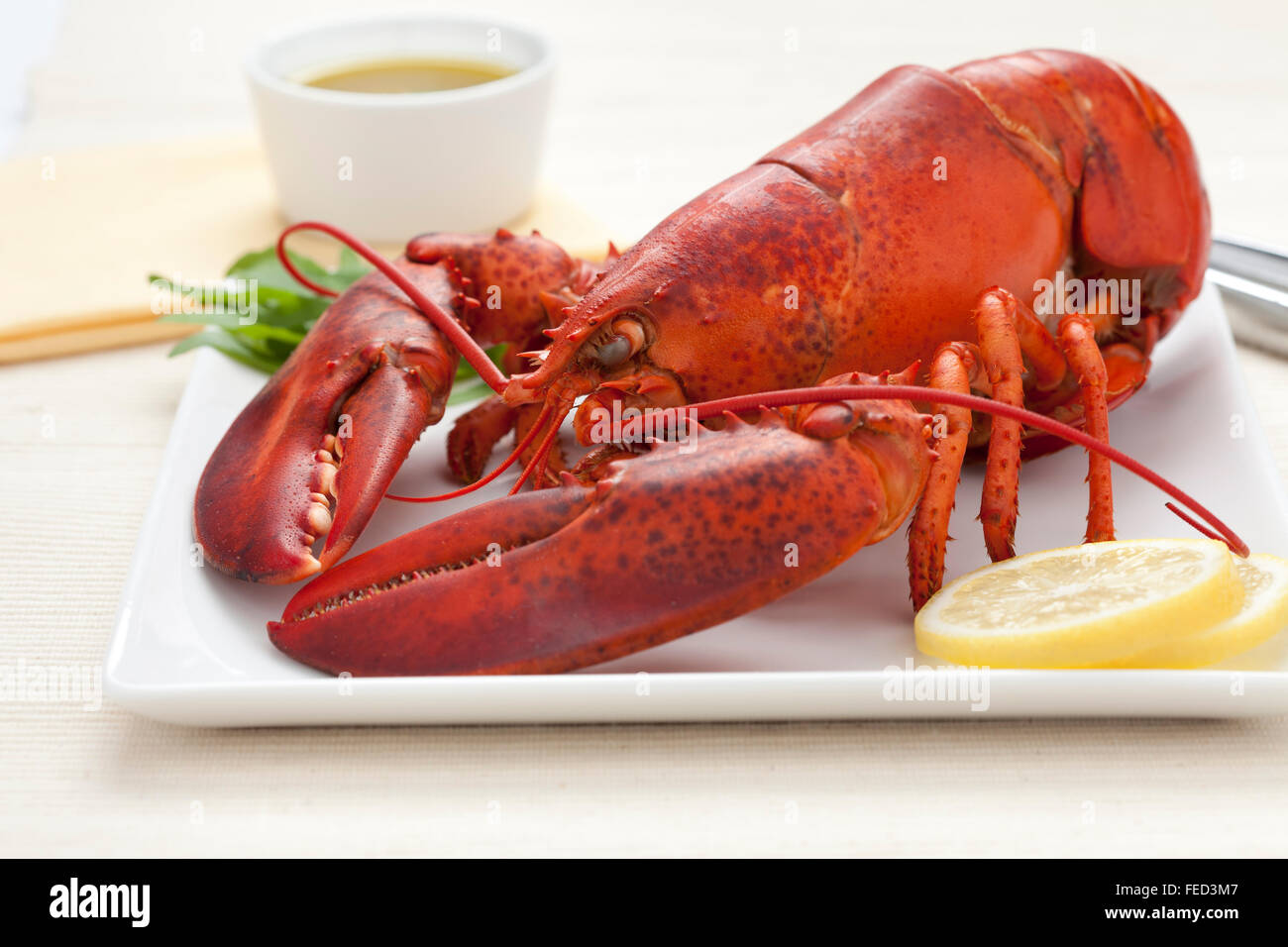 Fresh cooked lobster on a plate with lemon butter sauce Stock Photo