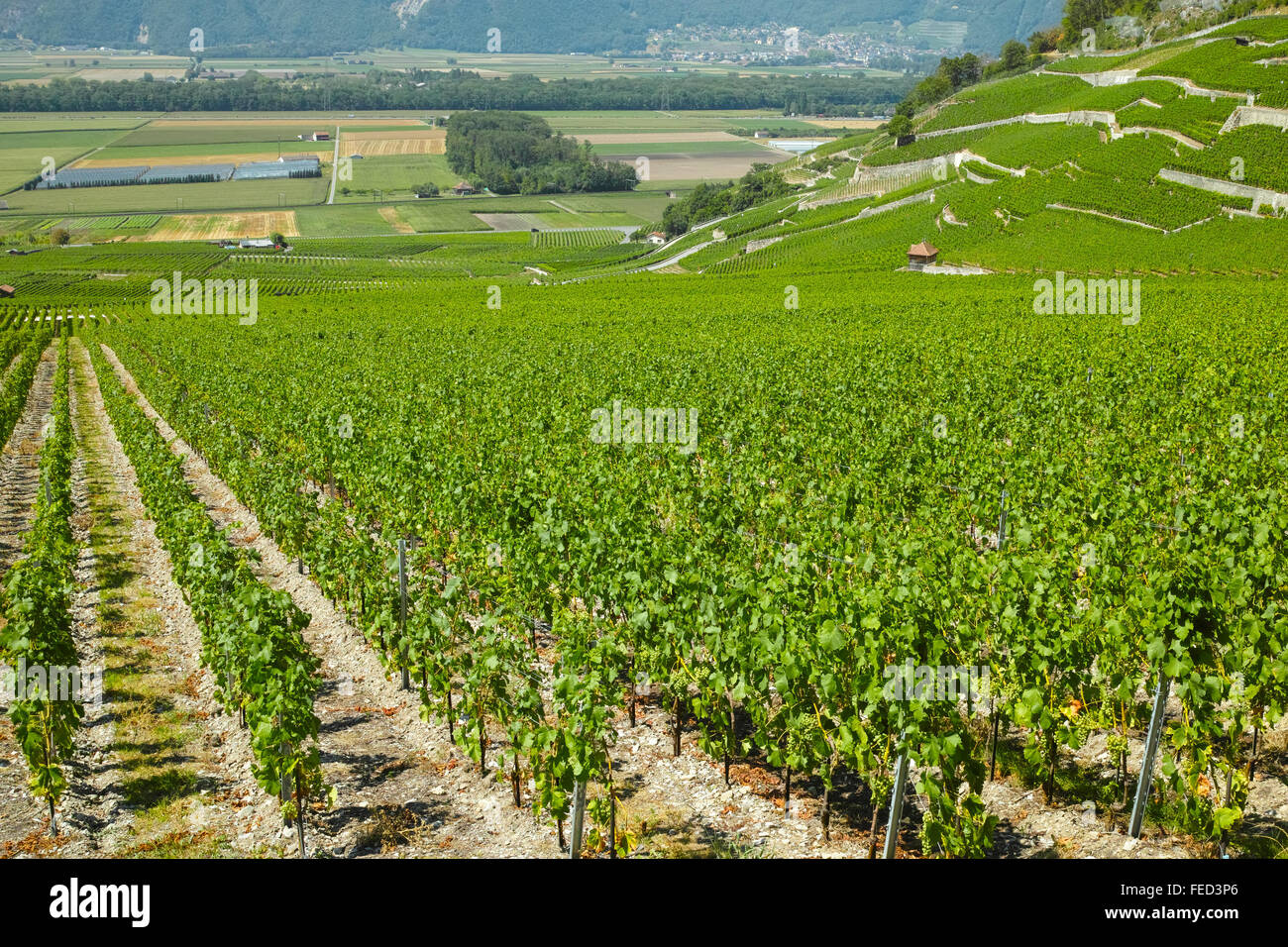Yvorne, Lavaux region, Vineyards and Chateau Maison Blanche, Switzerland. Stock Photo