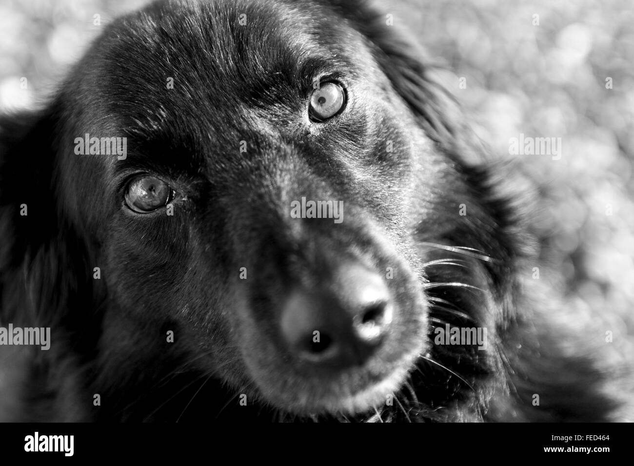 Black Labrador/Collie cross male dog. Stock Photo