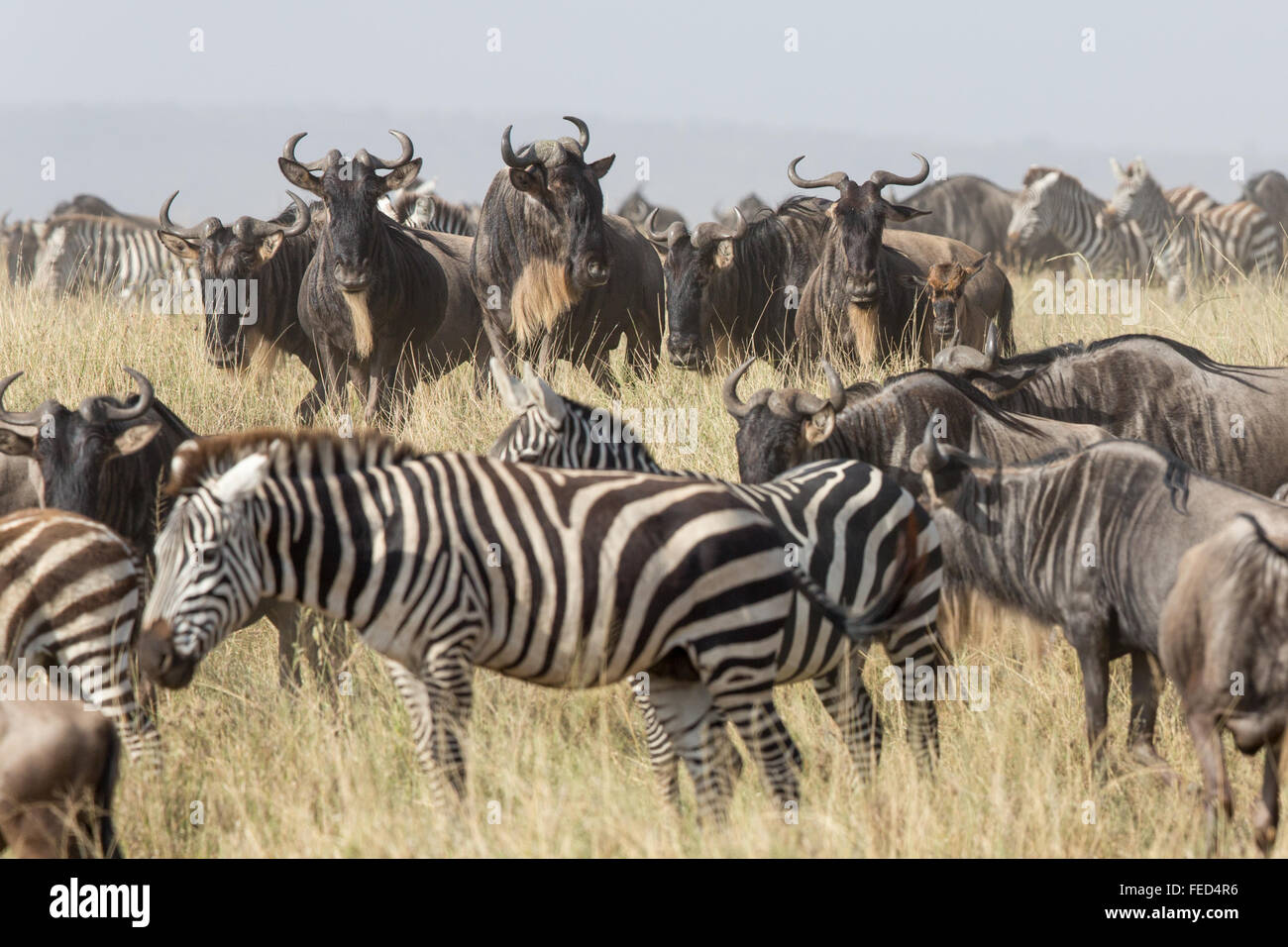 Plains Zebra in the Serengeti National Park in Tanzania Stock Photo