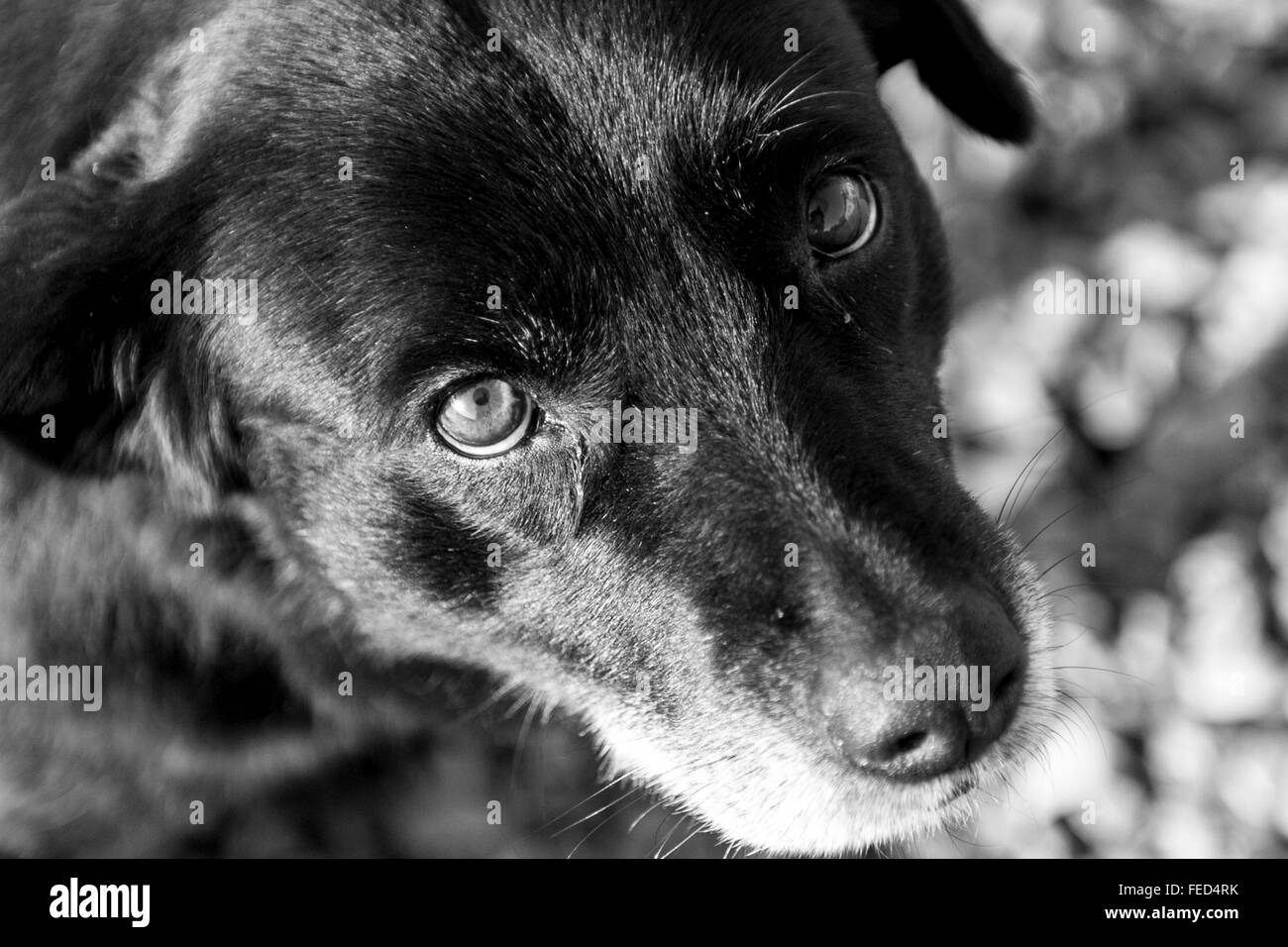 Elderly female Black Labrador dog. Stock Photo