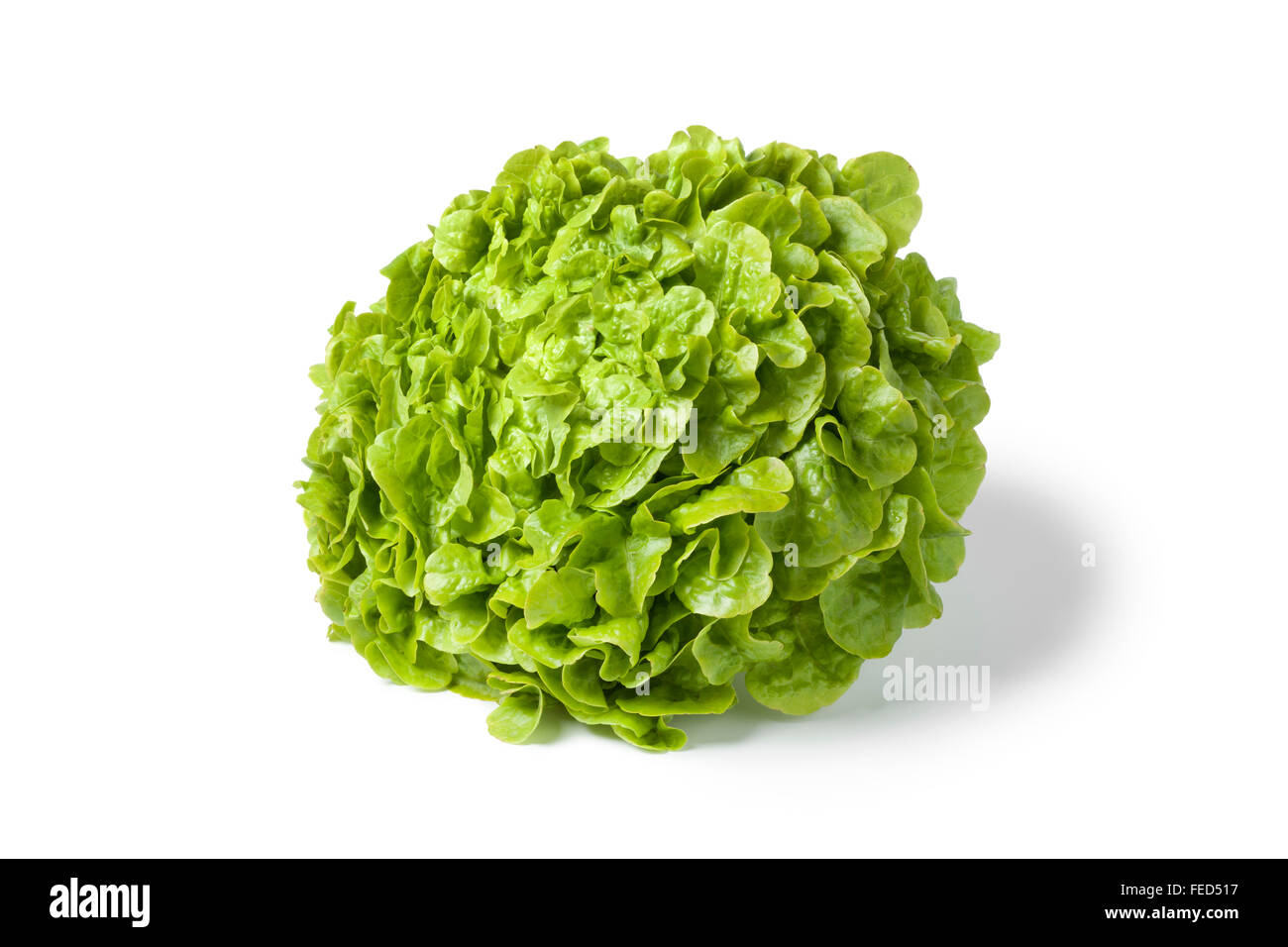 Fresh green oak leaf lettuce on white background Stock Photo