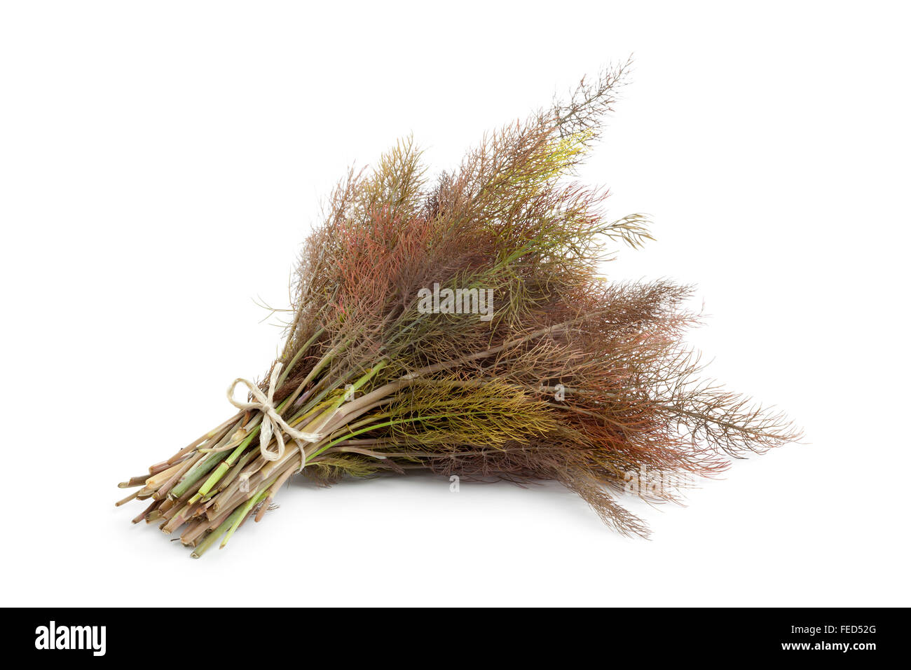 Bunch of fresh bronze fennel on white background Stock Photo