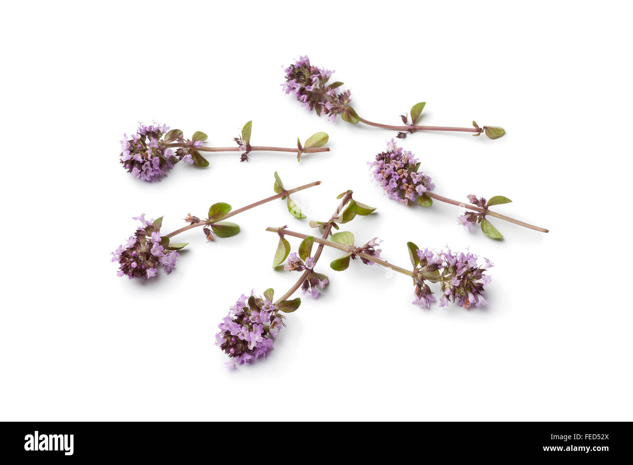 Fresh oregano thyme flowers on white background Stock Photo Alamy