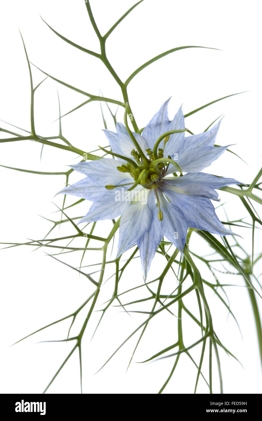 Blue Nigella flower close up on white background Stock Photo
