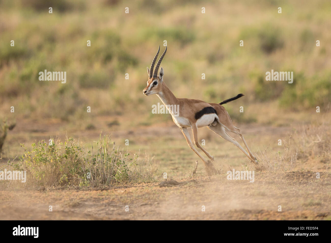 Gazelle running hi-res stock photography and images - Alamy