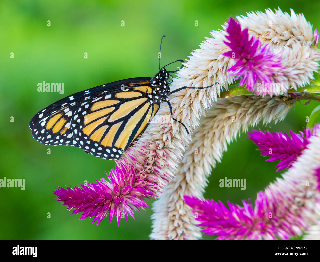 Closeup of Monarch Butterfly Danaus plexippus on a flower at The