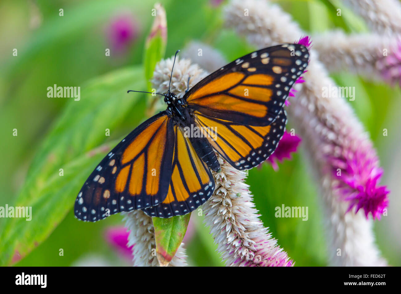 Closeup of Monarch Butterfly Danaus plexippus on a flower at The