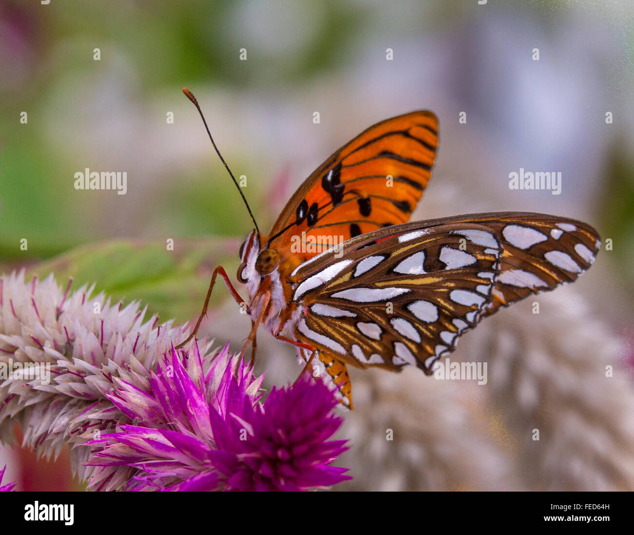 Gulf Fritillary Butterfly Agraulis vanillae on a flower at The Butterfly Estates in Fort Myers Florida Stock Photo