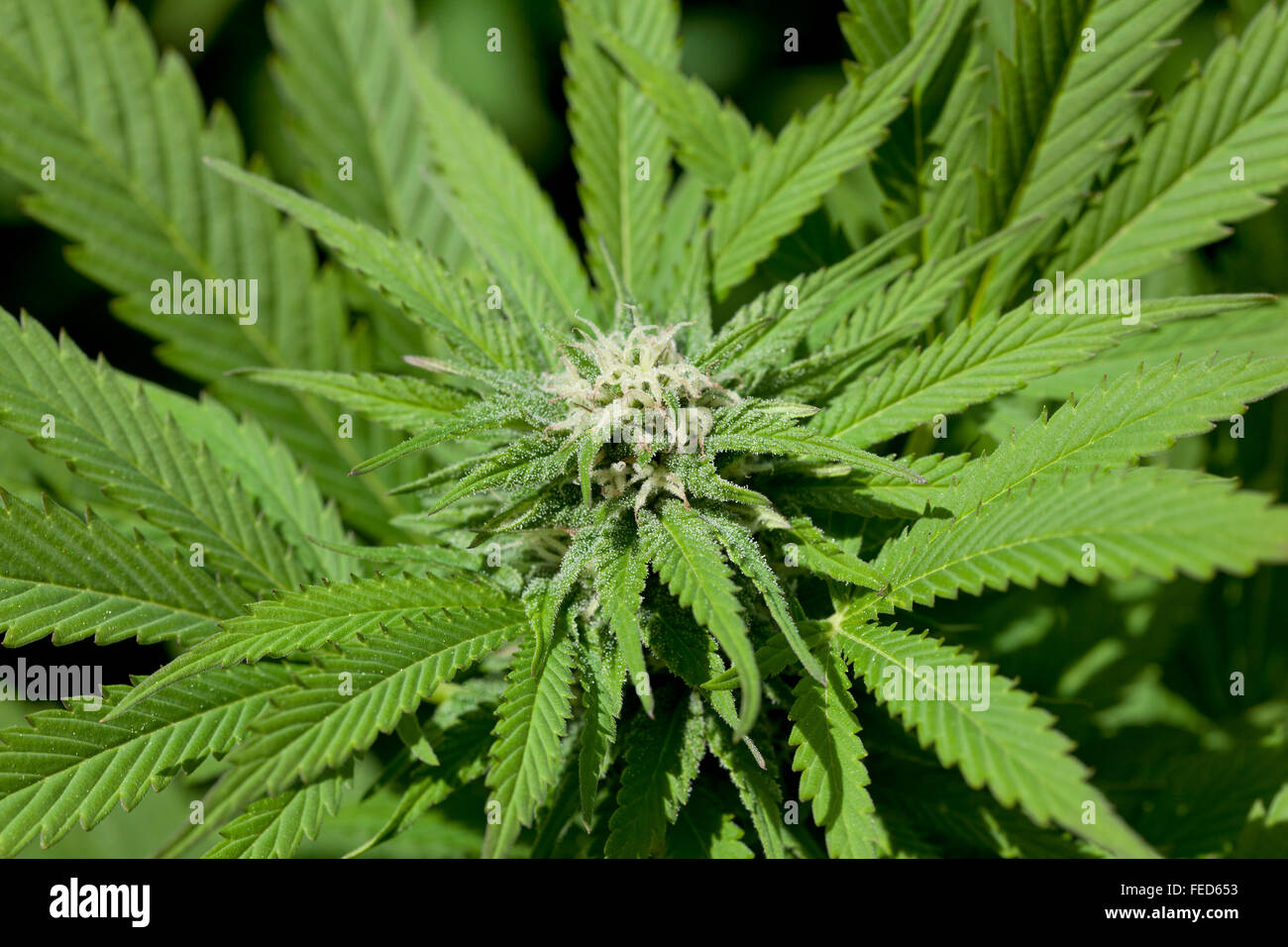 Blooming Marijuana plant full frame Stock Photo