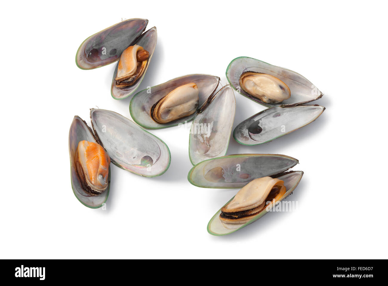 Green mussels new zealand hires stock photography and images Alamy