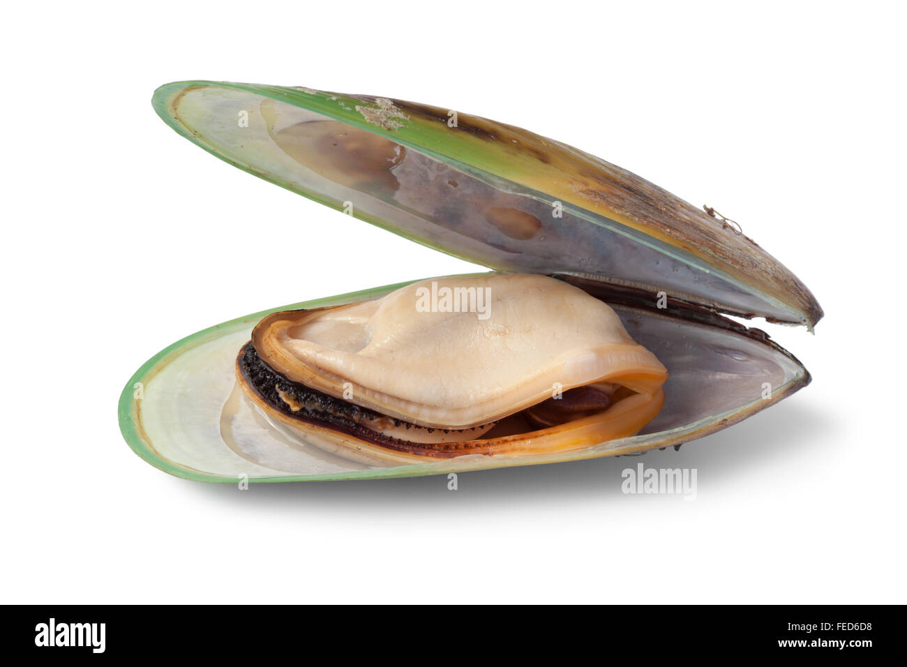 Fresh cooked Green lipped mussel from New Zealand Stock Photo Alamy