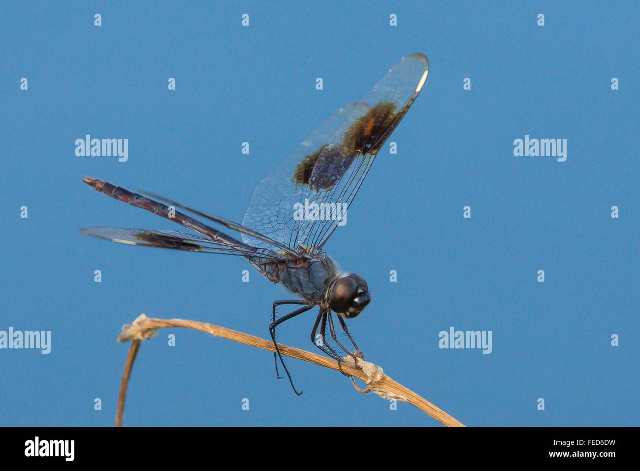Close-up of Four Spot Pennant Dragonfly Stock Photo