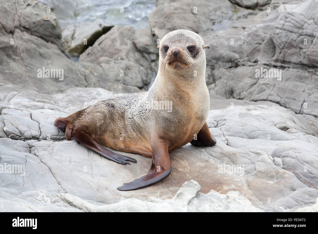 Baby seal on the rocks of Kaikoura along the SH1 in New Zealand Stock Photo