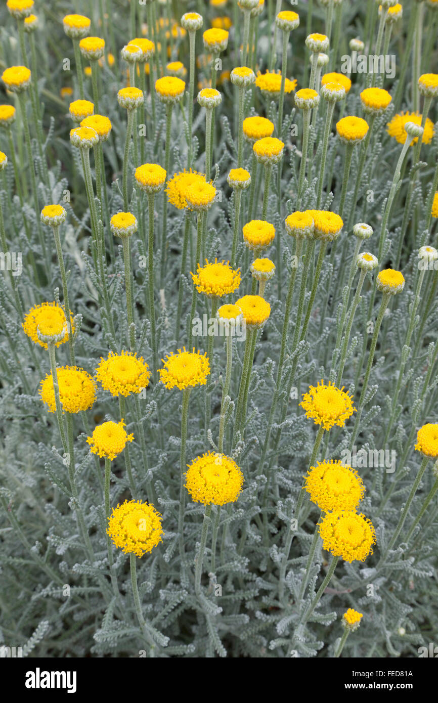 Field of yellow flowering Santolina Stock Photo