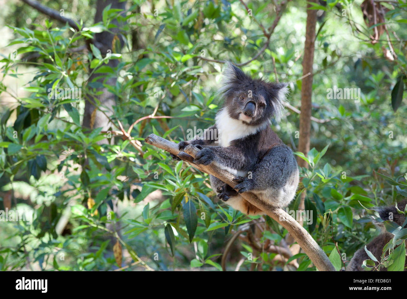 Koala on a tree trunk in Queensland, Australia Stock Photo