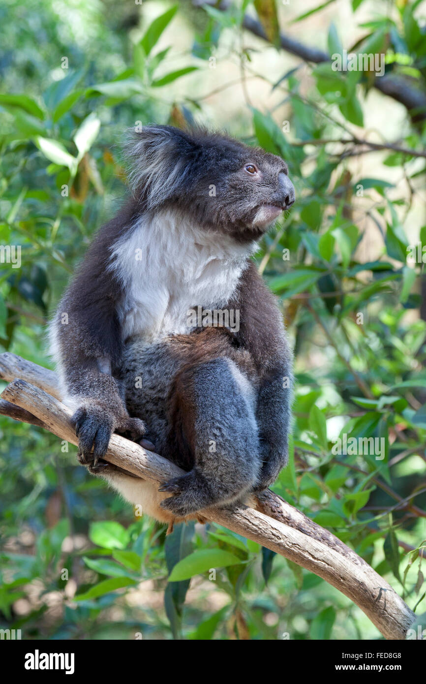 Koala on tree phascolarctos hi-res stock photography and images - Alamy