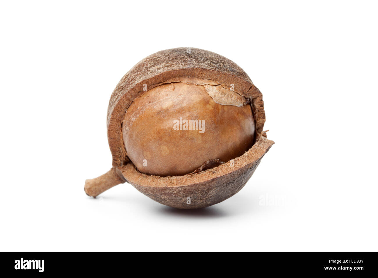 Macadamia nut in a broken shell on white background Stock Photo