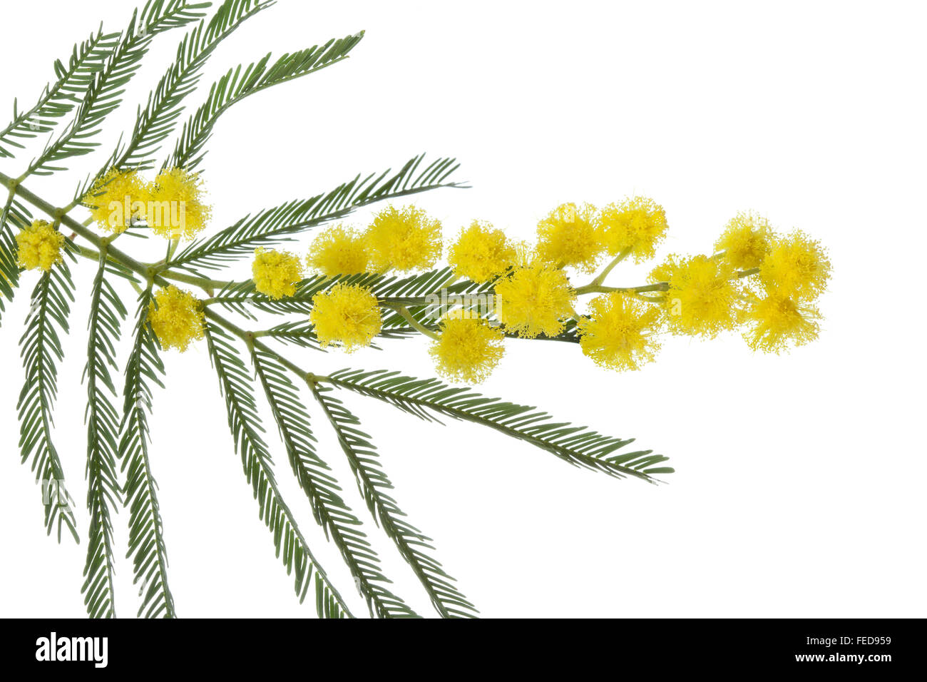 Twig of fresh fluffy mimosa on white background Stock Photo