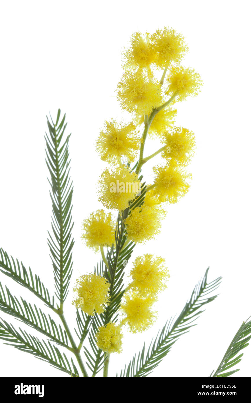 Twig of fresh yellow flowering mimosa on white background Stock Photo