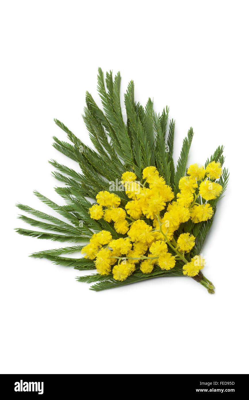 Corsage of fresh mimosa flowers on white background Stock Photo