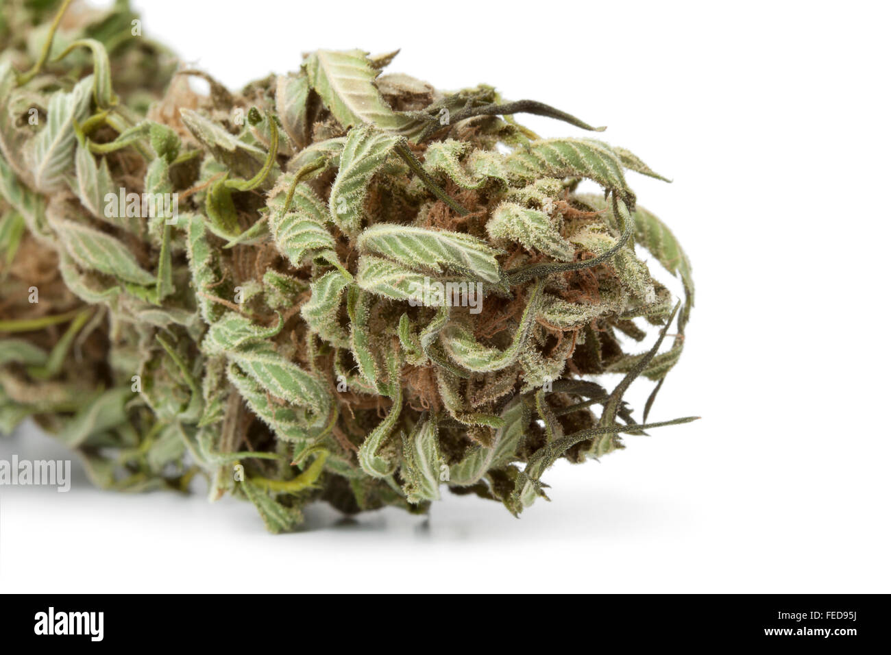 https://c8.alamy.com/comp/FED95J/dried-marijuana-bud-with-visible-thc-on-white-background-FED95J.jpg