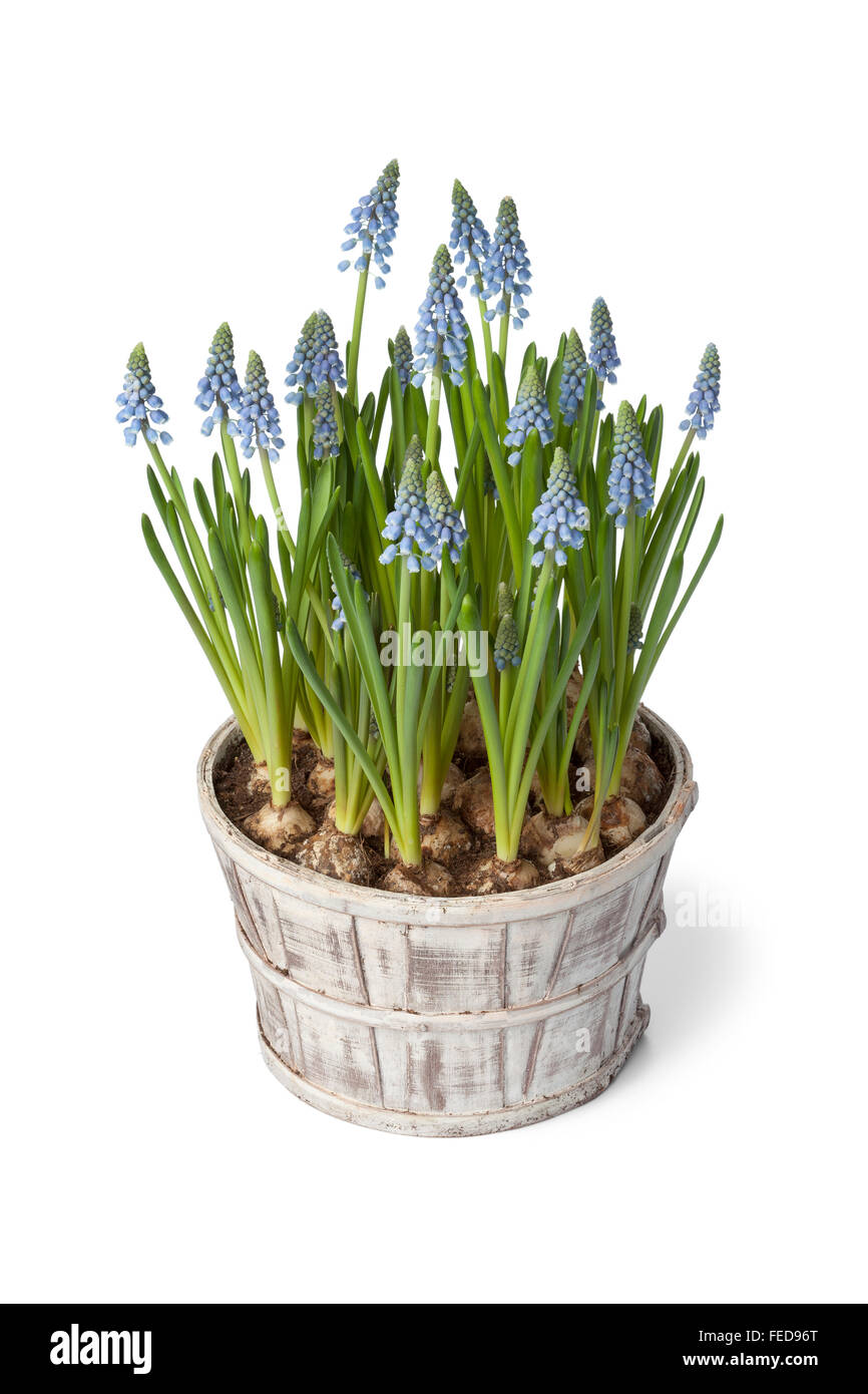 Blue Grape Hyacinth in pot on white background Stock Photo Alamy