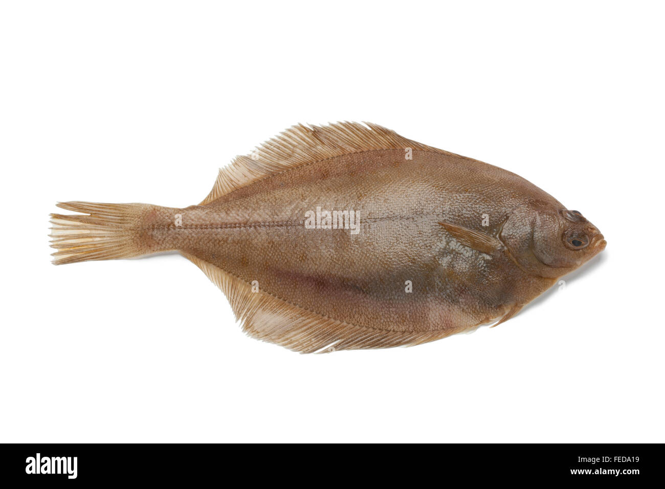Dab fish hi res stock photography and images Alamy