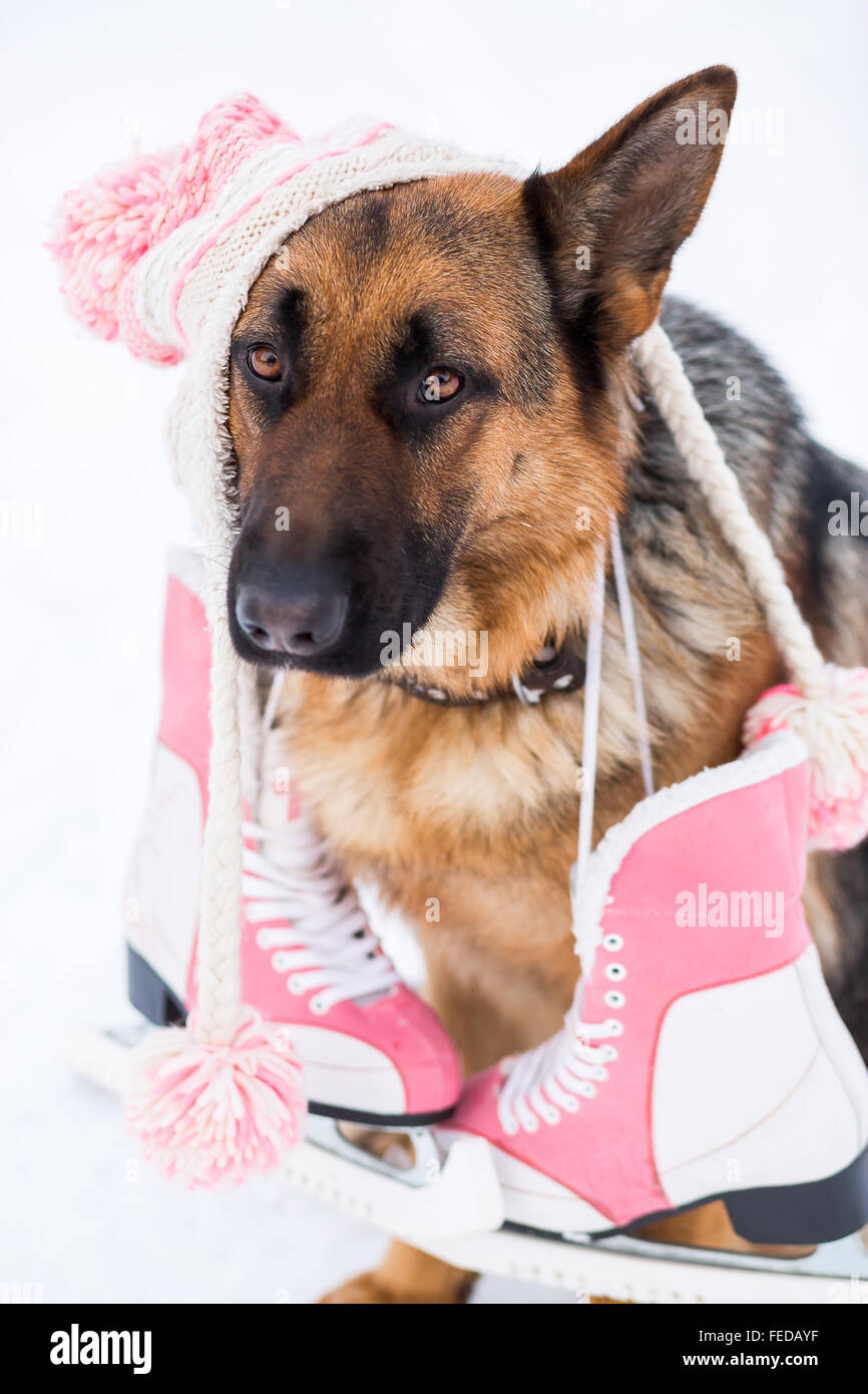 German shepherd dog wearing hat with racing skates Stock Photo Alamy