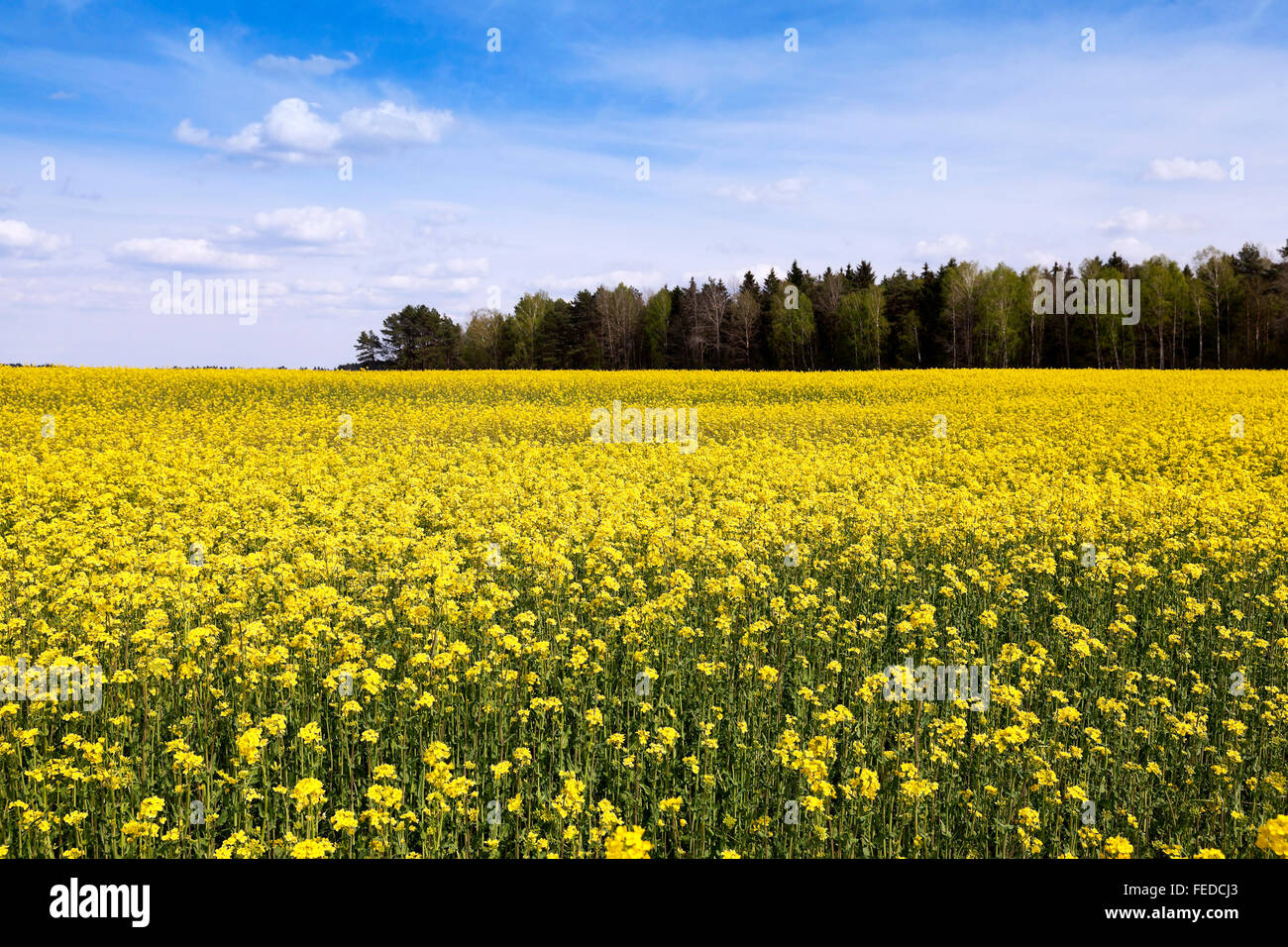 Field with rape Stock Photo - Alamy