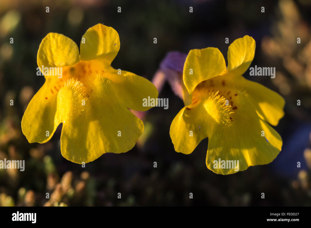 Tiling's Monkey-Flower, Erythranther tilingii, along Ptarmigan Ridge, Mt. Baker–Snoqualmie National Forest, Washington, USA Stock Photo