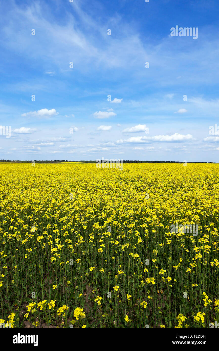 Field with rape Stock Photo - Alamy