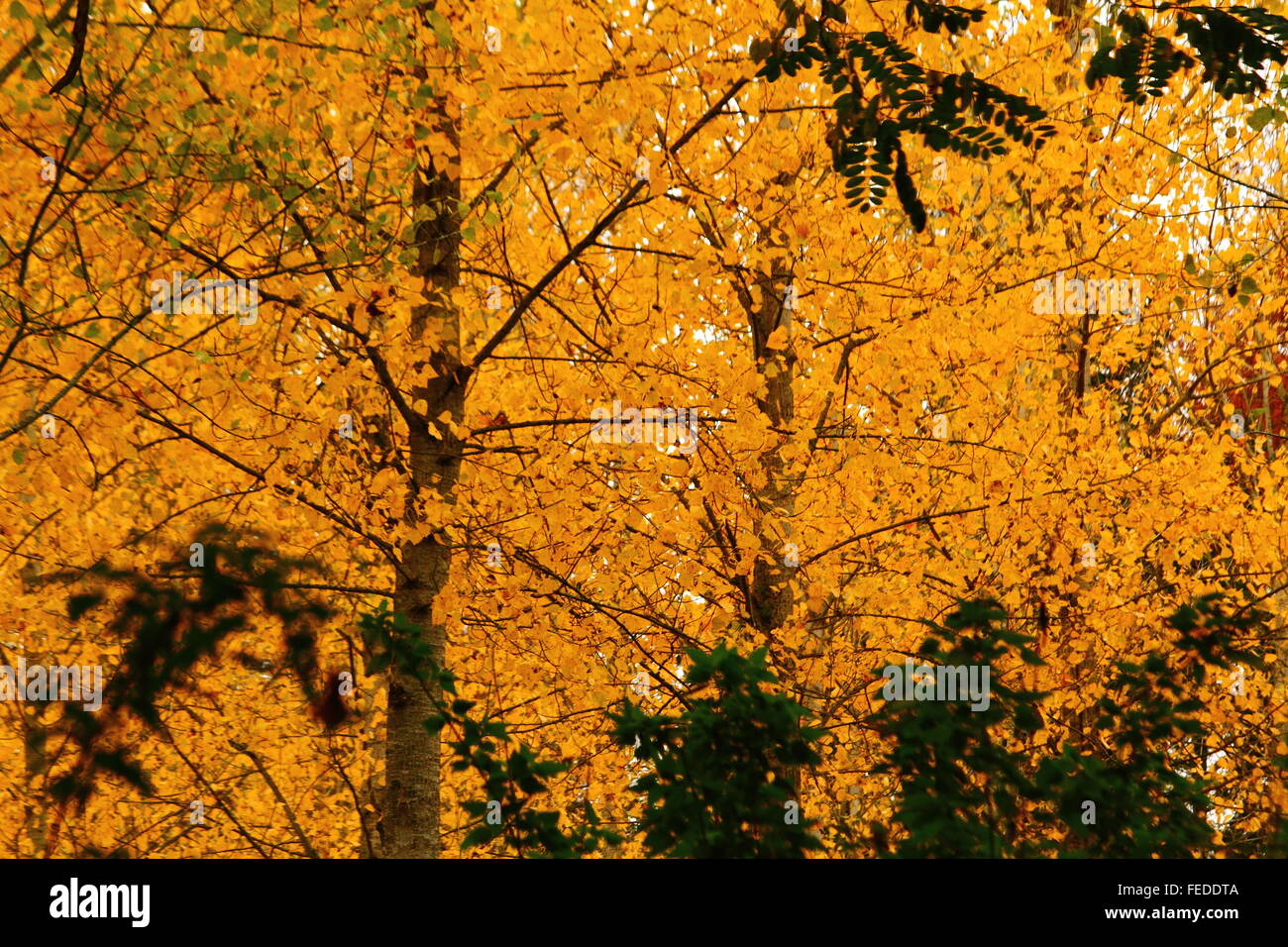 Yellow Trees, Autumn. Stock Photo