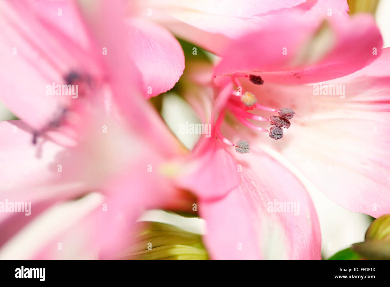 alstroemeria symbolizes friendship and devotion Jane Ann Butler