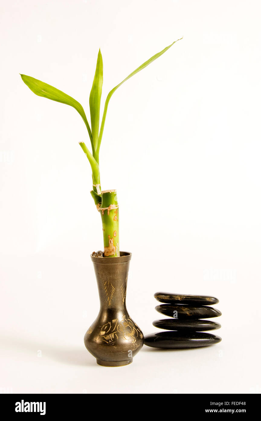 Bamboo in Brass Vase and Stones Stock Photo Alamy
