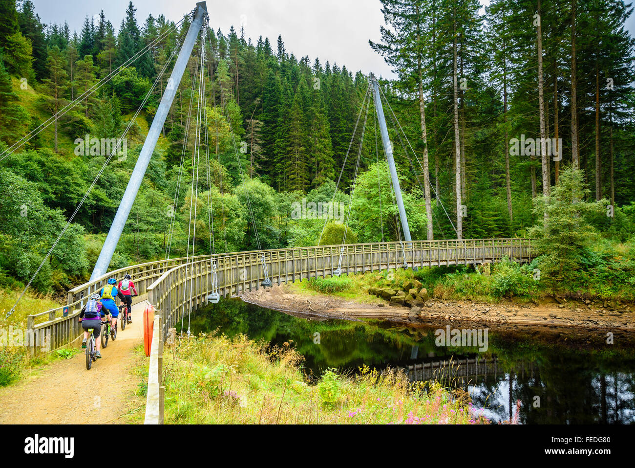 Mountain bikers on bridge on Lakeside Way trail in Kielder Forest Park ...