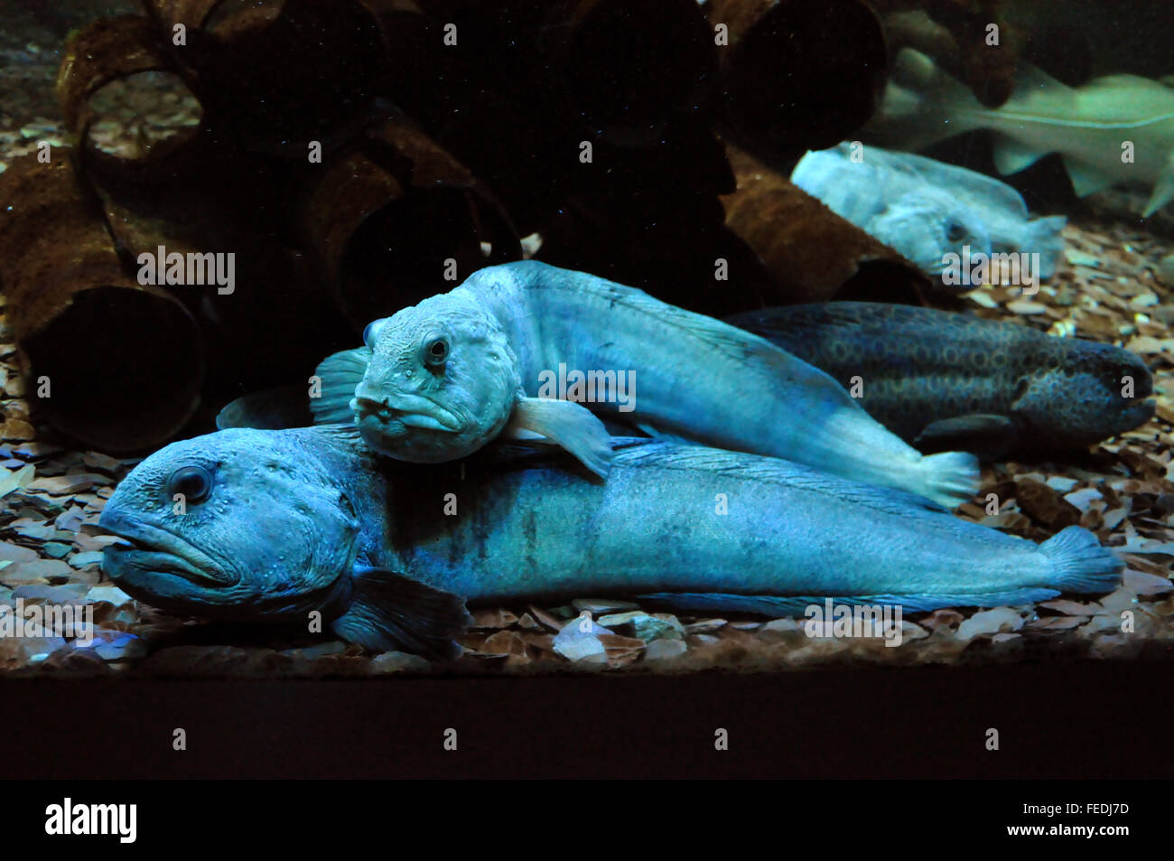 Atlantic wolffish in an aquarium Stock Photo - Alamy