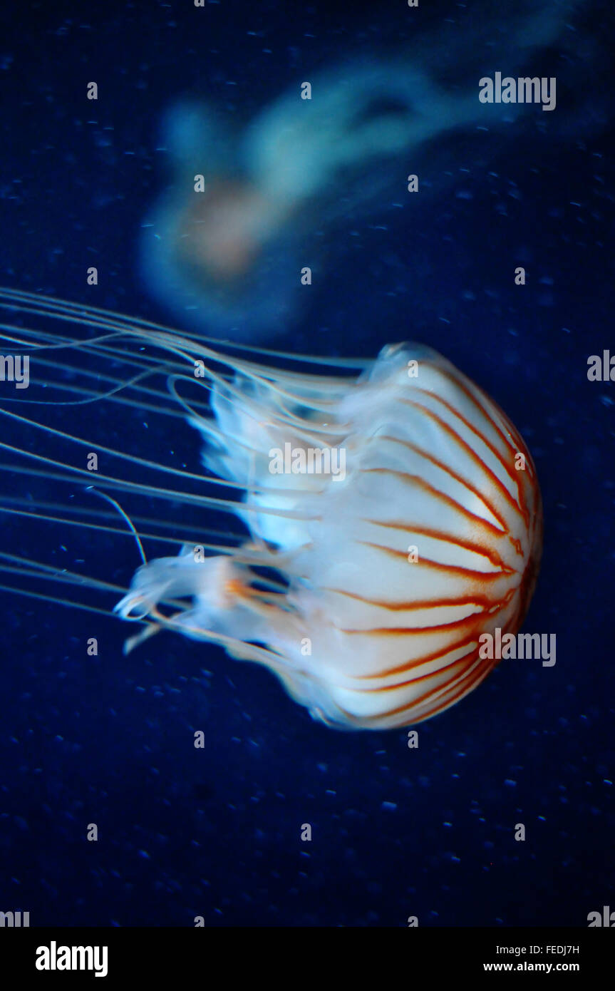 Compass jellyfish (Medusa de Compases / Chrysaora Hysoscella) swimming Stock Photo