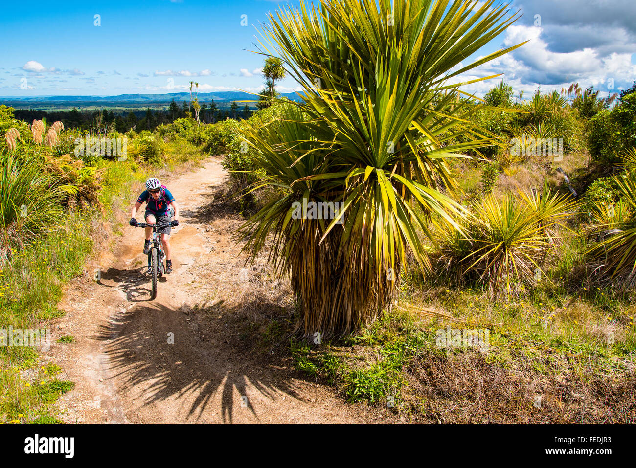 Mountain biker on the Timber Trail in Pureora Forest Park North Island New Zealand Stock Photo