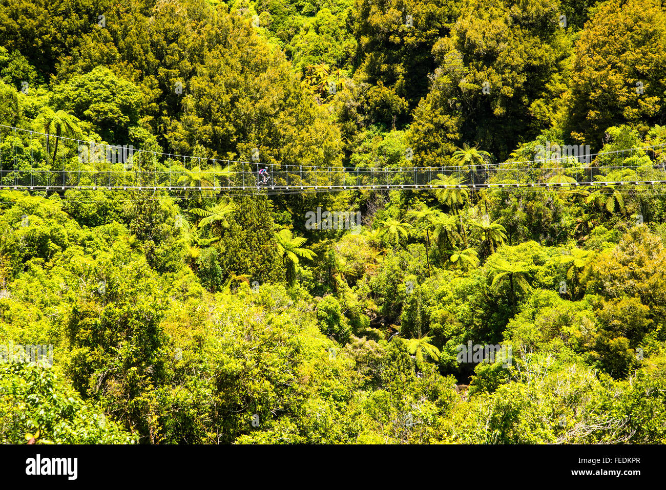 Mountain biker crossing the Mangatukutuku suspension bridge on the Timber Trail in Pureora Forest Park North Island New Zealand Stock Photo