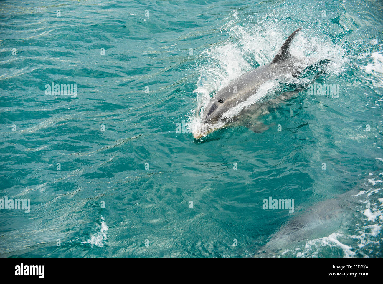 Bottlenose dolphins (Tursiops species) riding bow-wave of a boat in Popoure Reach  Marlborough Sounds New Zealand Stock Photo