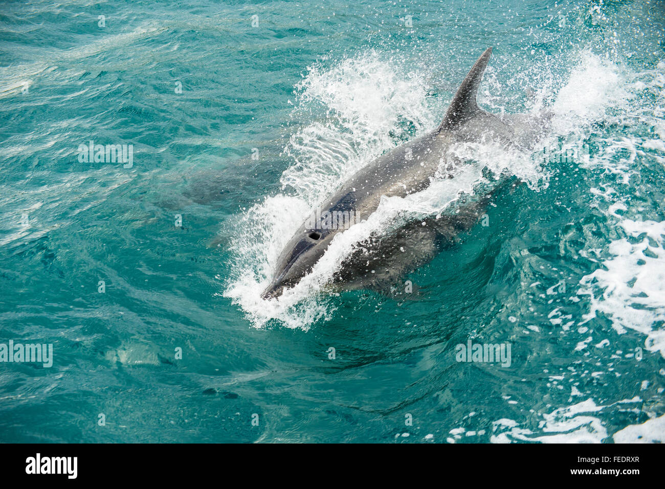 Bottlenose dolphin (Tursiops species) riding bow-wave of a boat in Popoure Reach  Marlborough Sounds New Zealand Stock Photo