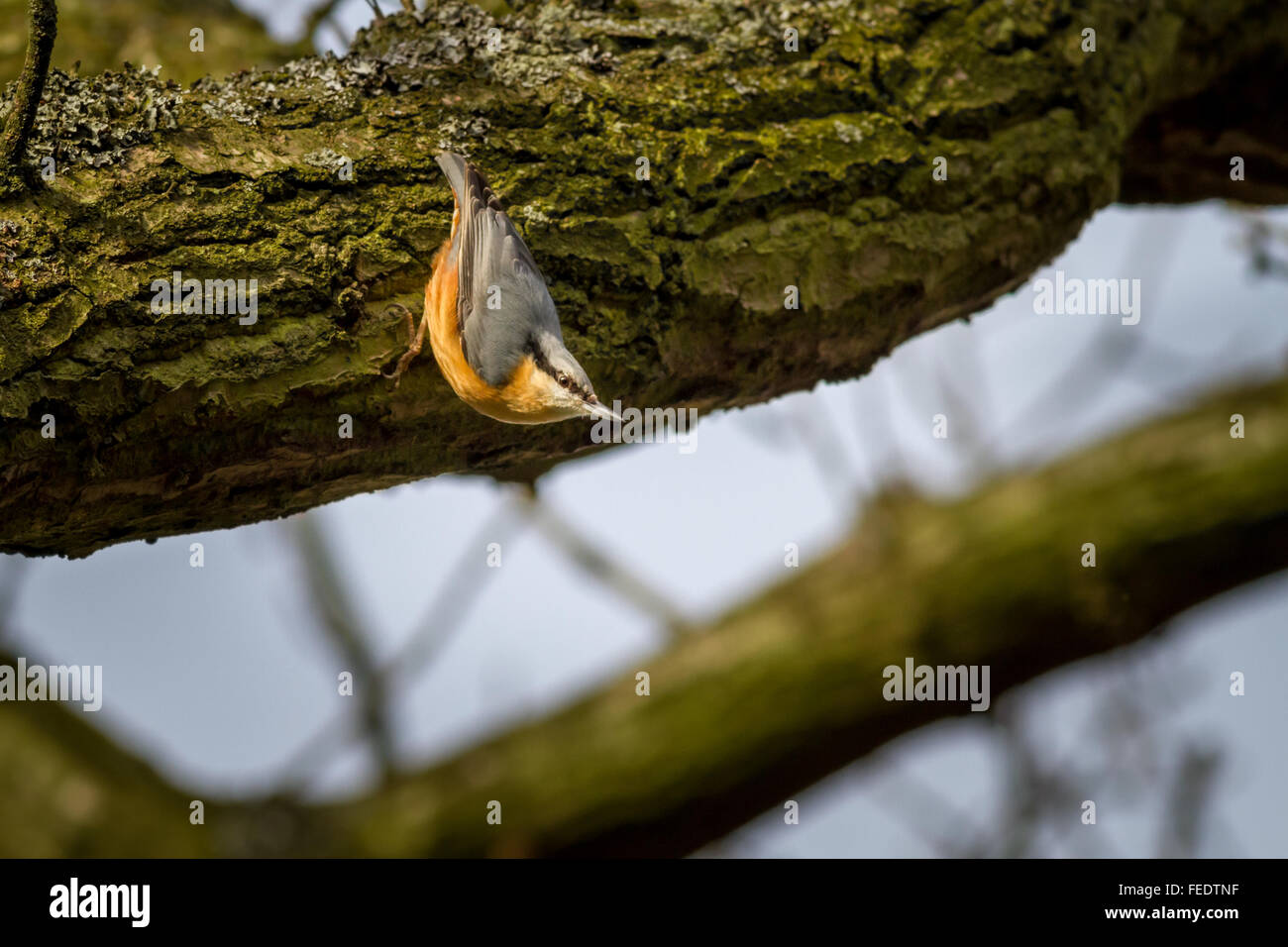 Nuthatch perched on a tree branch in the sunshine - Yorkshire wildlife, UK Stock Photo